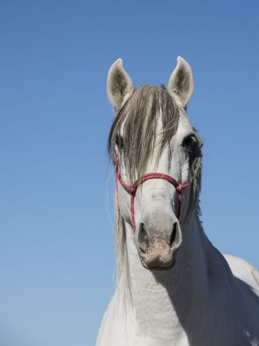fotografo caballos madrid 3