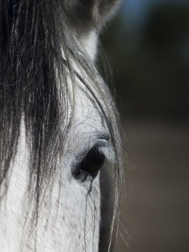 fotografo caballos madrid 6