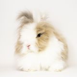 SESIÓN NUEVA MASCOTA