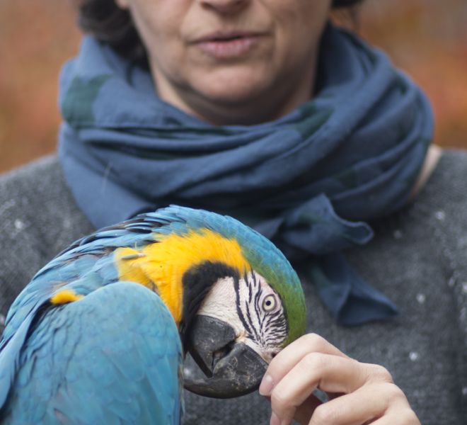 fotografo mascotas exoticas madrid guacamayo (1)