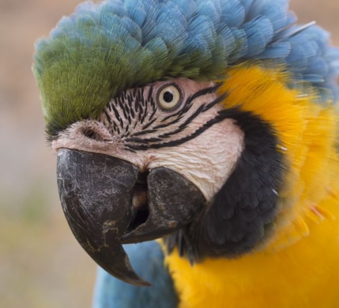 fotografo mascotas exoticas madrid guacamayo (2)