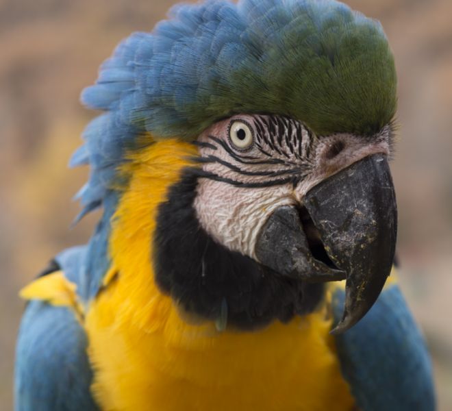 fotografo mascotas exoticas madrid guacamayo (3)
