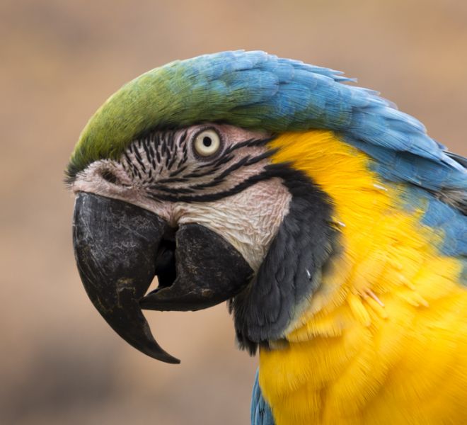 fotografo mascotas exoticas madrid guacamayo (4)