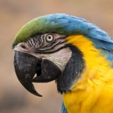 SESIÓN NUEVA MASCOTA