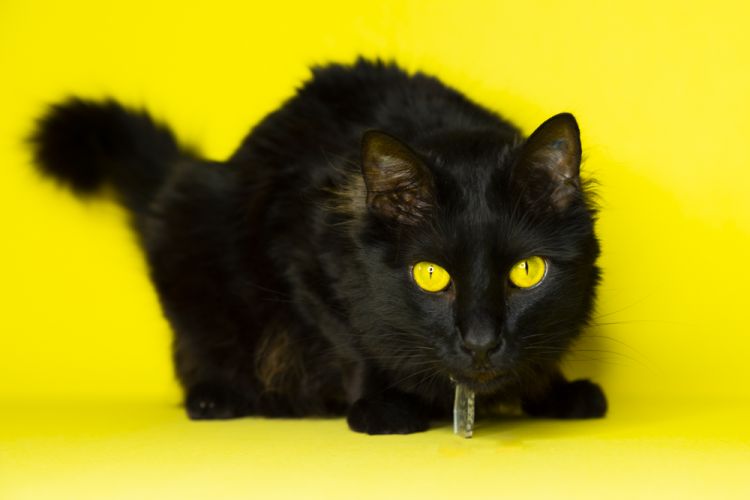 fotografo mascotas madrid gato negro