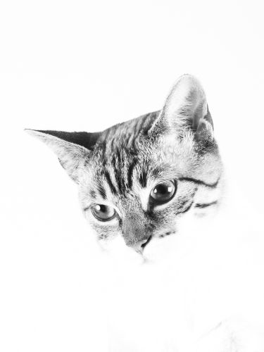 fotografo mascotas madrid gato