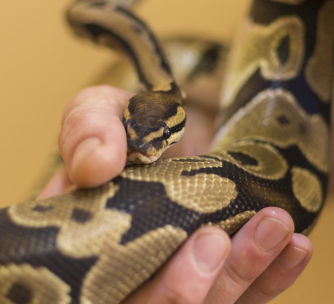 fotografo mascotas madrid reptiles piton (1 de 3)