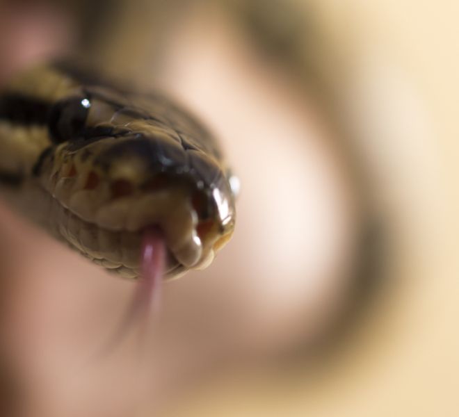 fotografo mascotas madrid reptiles piton (2 de 3)