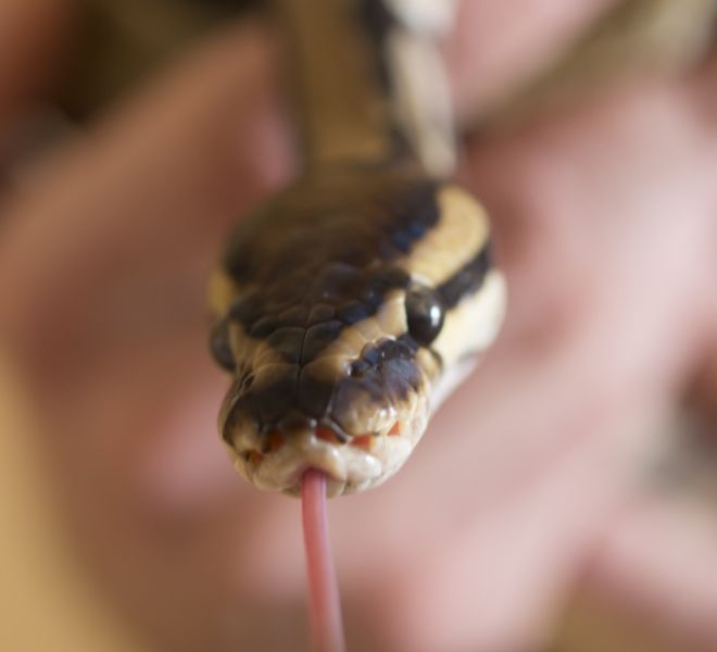 fotografo mascotas madrid reptiles piton (3 de 3)