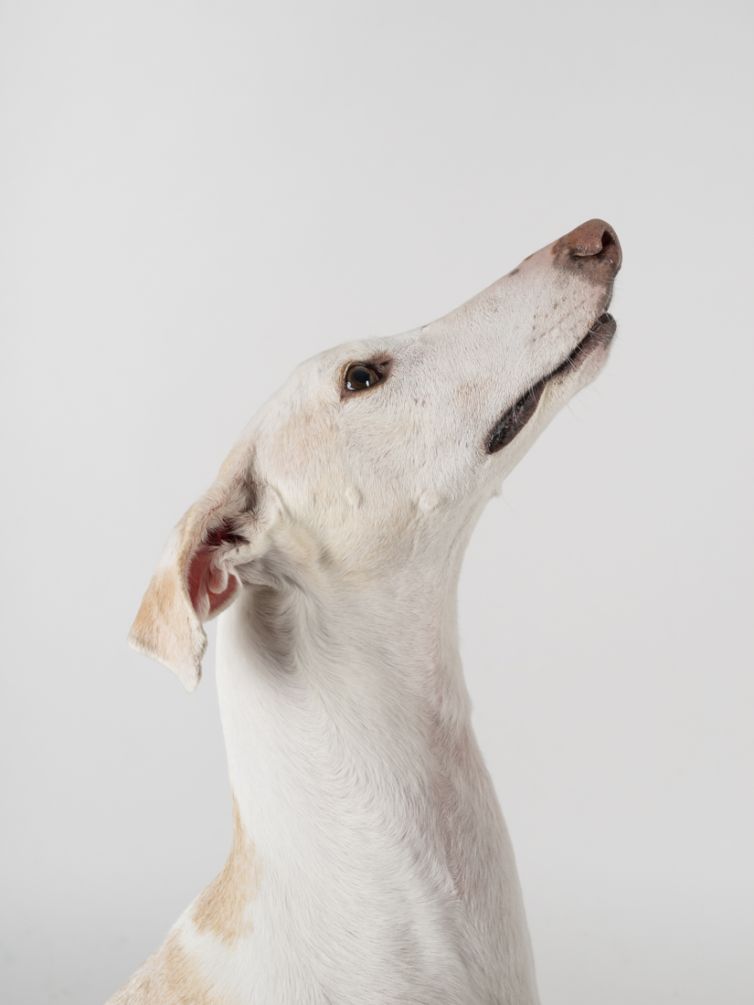 fotografo profesional mascotas madrid perro galgo (1 de 1)