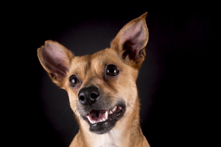 fotografo profesional mascotas madrid perros (10)