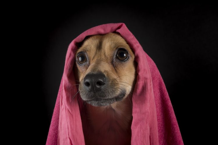 fotografo profesional mascotas madrid perros (11)