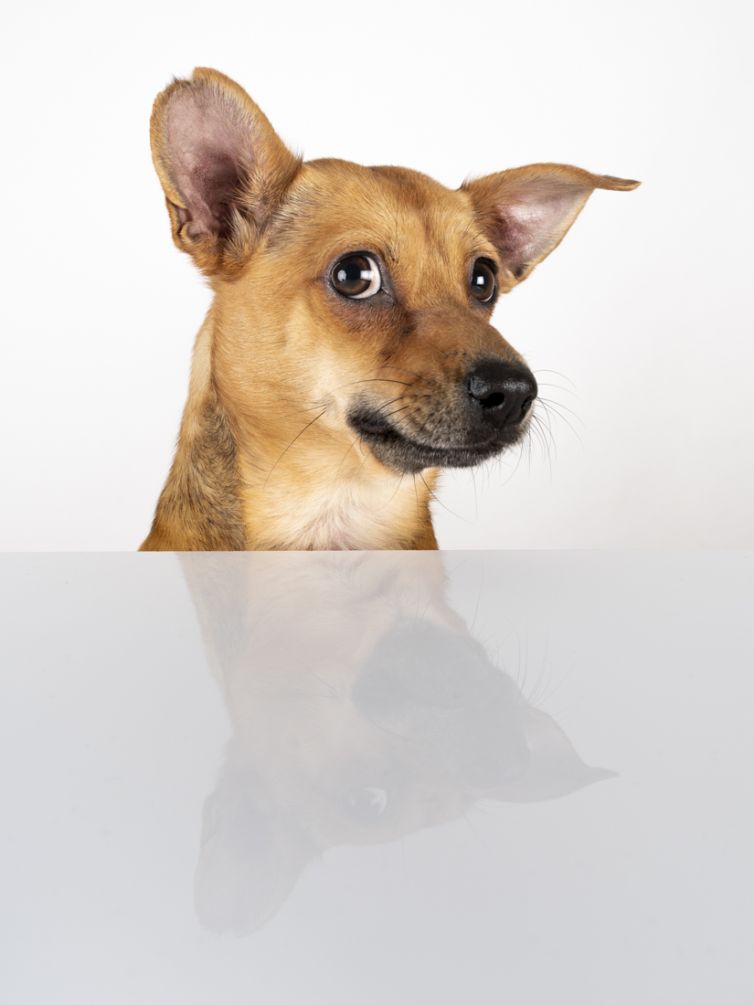 fotografo profesional mascotas madrid perros (12)