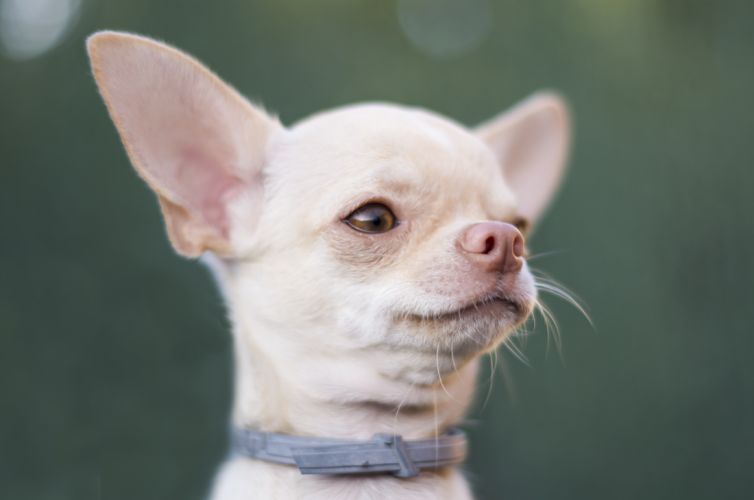 fotografo profesional mascotas madrid perros (13)
