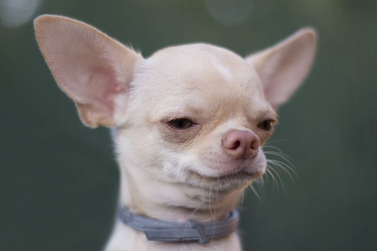 fotografo profesional mascotas madrid perros (14)