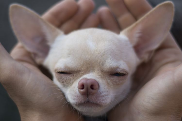 fotografo profesional mascotas madrid perros (15)