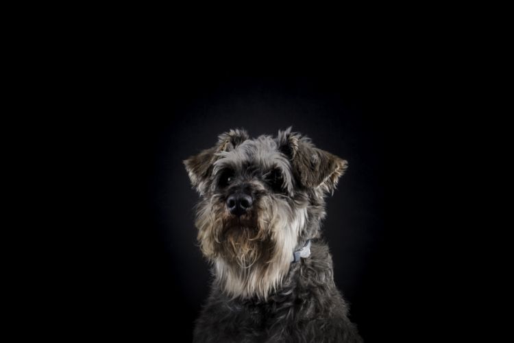 fotografo profesional mascotas madrid perros (17)