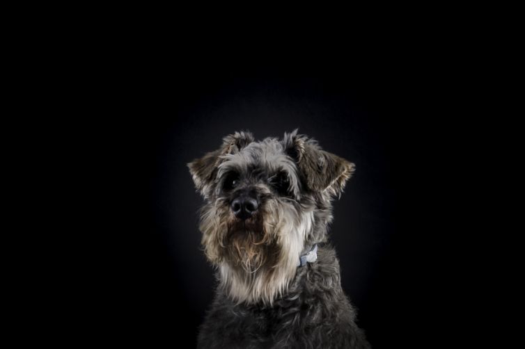 fotografo profesional mascotas madrid perros (17)