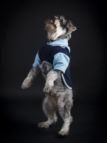 fotografo profesional mascotas madrid perros (18)