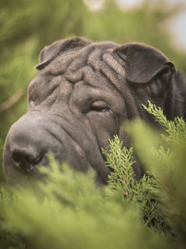 fotografo profesional mascotas madrid perros (2)