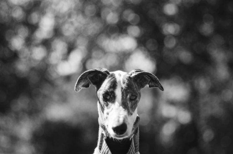 fotografo profesional mascotas madrid perros (20)