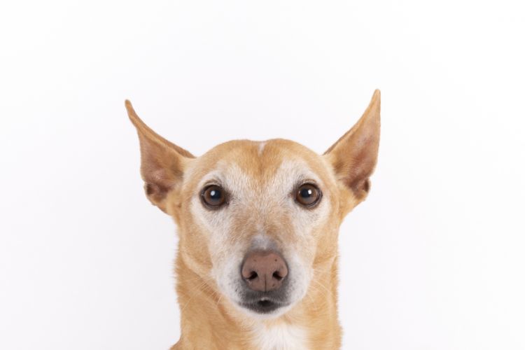 fotografo profesional mascotas madrid perros (21)