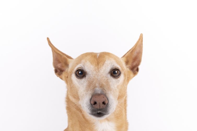 fotografo profesional mascotas madrid perros (21)