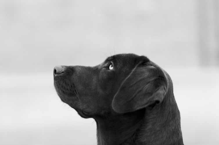 fotografo profesional mascotas madrid perros (25)