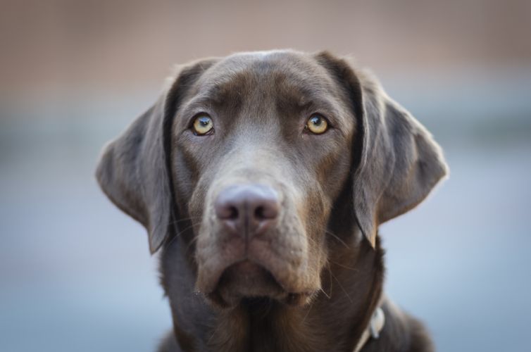 fotografo profesional mascotas madrid perros (26)