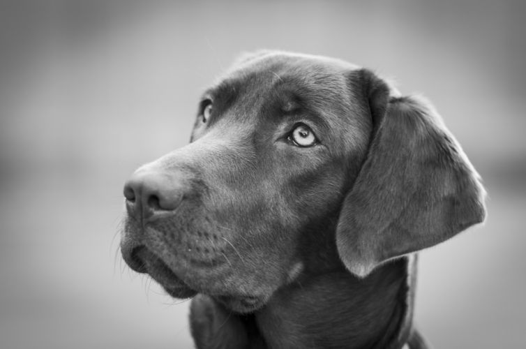 fotografo profesional mascotas madrid perros (27)