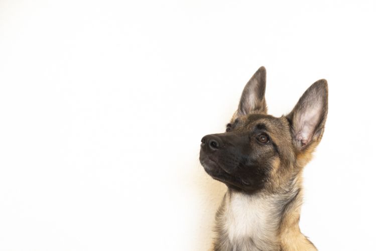 fotografo profesional mascotas madrid perros (28)