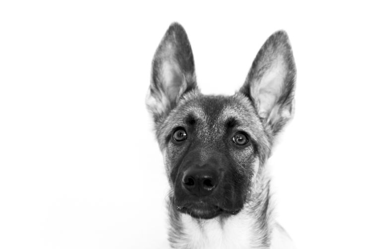 fotografo profesional mascotas madrid perros (29)