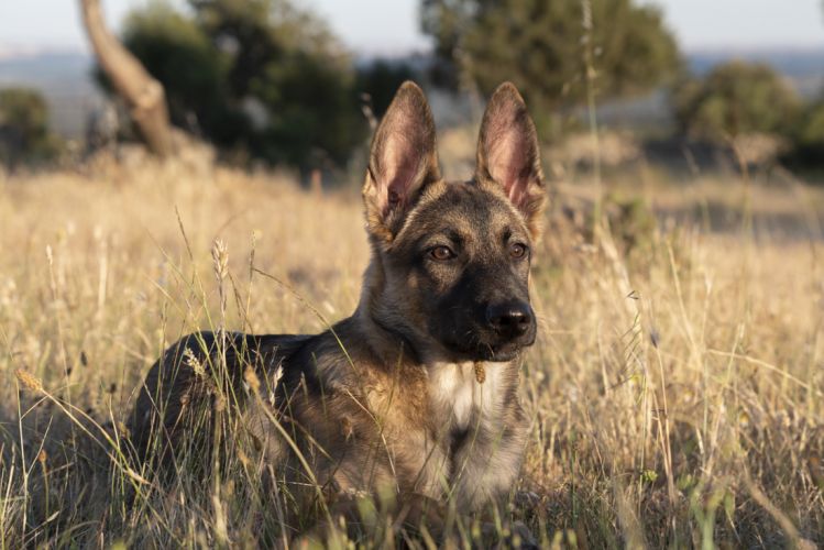 fotografo profesional mascotas madrid perros (30)