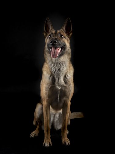 fotografo profesional mascotas madrid perros (34)