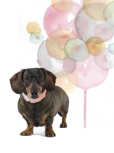 fotografo profesional mascotas madrid perros (36)