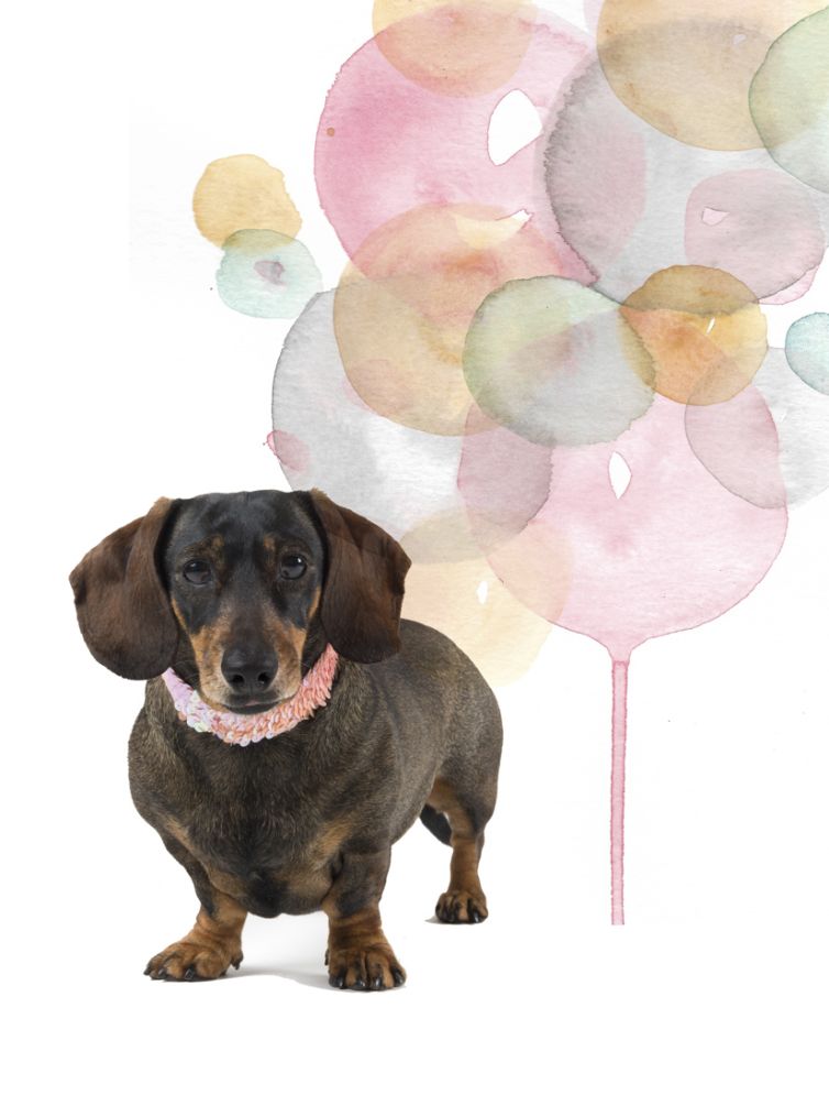 fotografo profesional mascotas madrid perros (36)