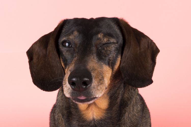 fotografo profesional mascotas madrid perros (37)