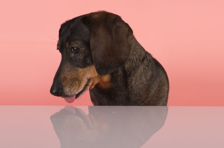 fotografo profesional mascotas madrid perros (38)