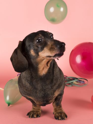 fotografo profesional mascotas madrid perros (39)