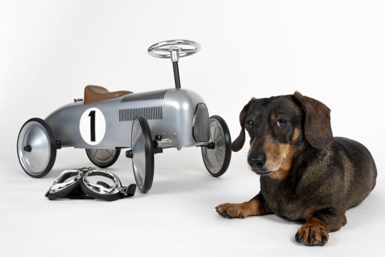 fotografo profesional mascotas madrid perros (40)