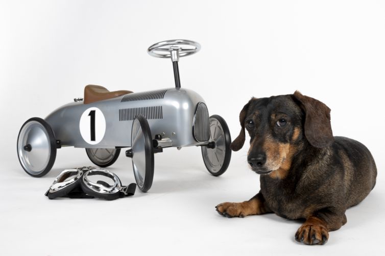 fotografo profesional mascotas madrid perros (40)