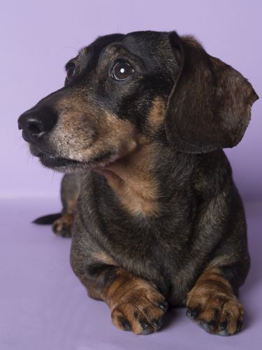 fotografo profesional mascotas madrid perros (41)
