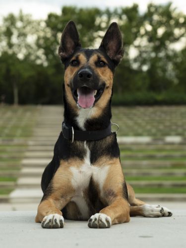 fotografo profesional mascotas madrid perros (42)