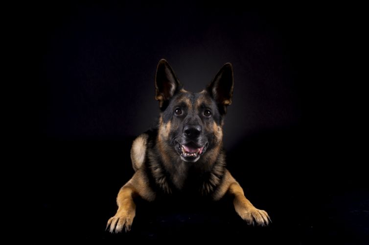 fotografo profesional mascotas madrid perros (43)