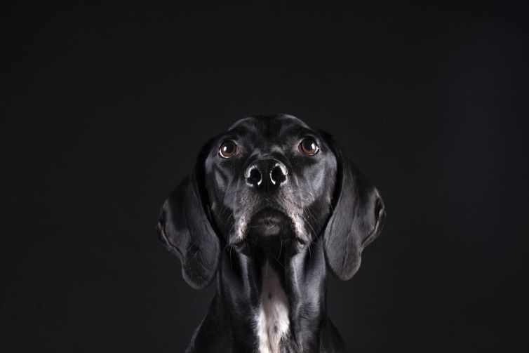 fotografo profesional mascotas madrid perros (47)