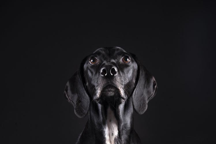 fotografo profesional mascotas madrid perros (47)