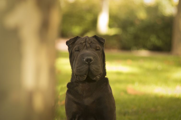 fotografo profesional mascotas madrid perros (5)