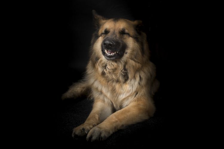 fotografo profesional mascotas madrid perros (8)